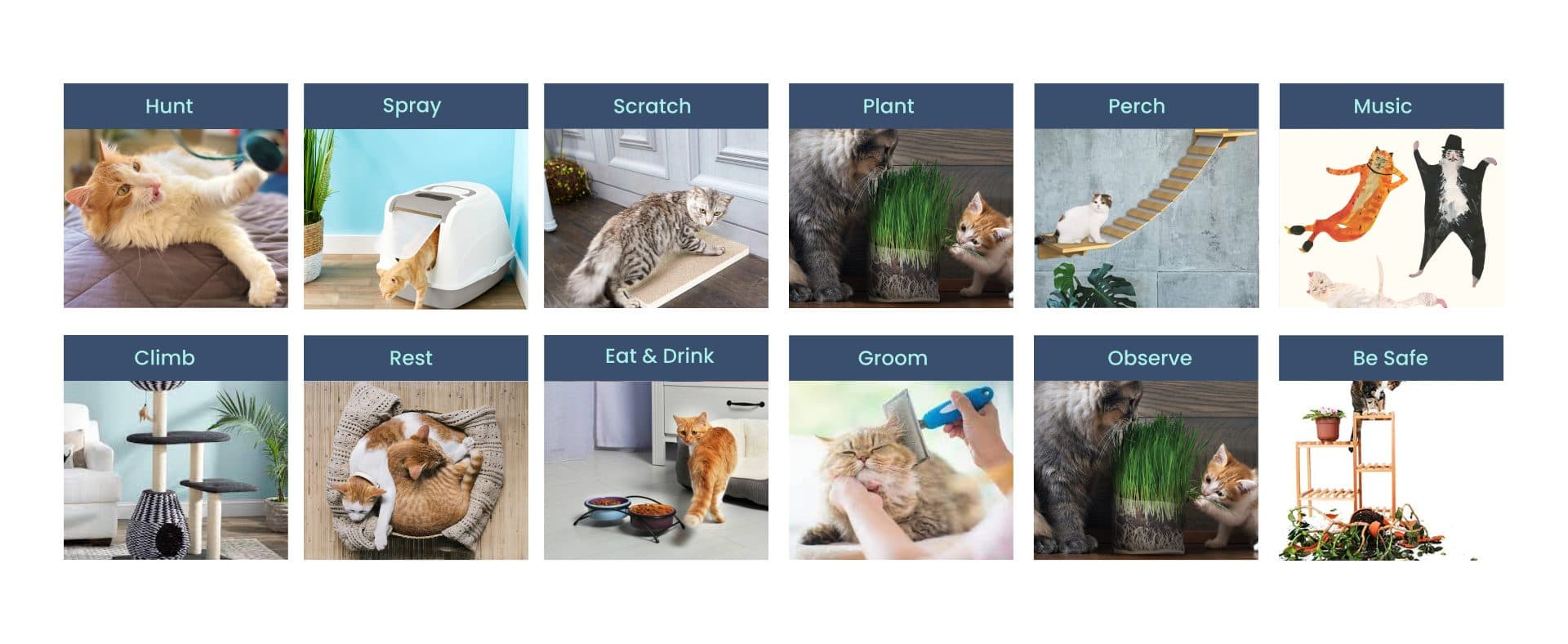 Cat behavior taxonomy