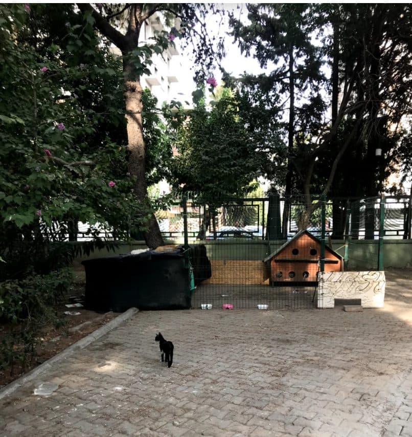 Field research - cat colony observation